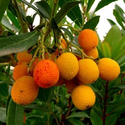 Arbousier de bouture - Arbre aux Fraises - Leaderplant