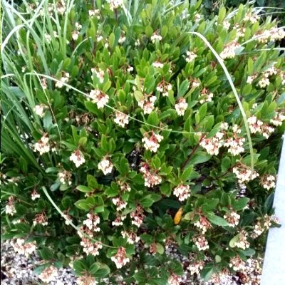 Arbousier Compacta - Arbre aux fraises Compacta - Leaderplant