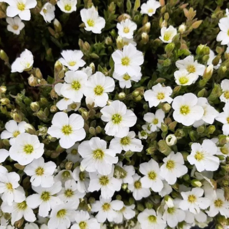 Arénaire des montagnes Mont Blanc  - Leaderplant