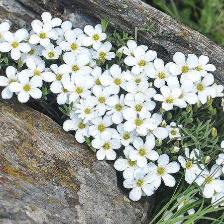 Arénaire des montagnes Mont Blanc  - Leaderplant
