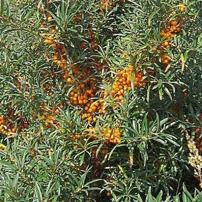 Argousier Femelle Askola - Leaderplant