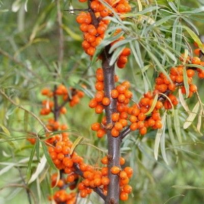 Argousier Femelle Askola - Leaderplant