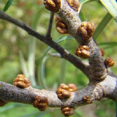 Argousier mâle Romeo - Leaderplant
