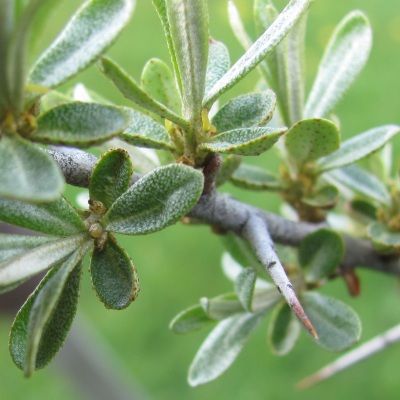 Argousier mâle Romeo - Leaderplant