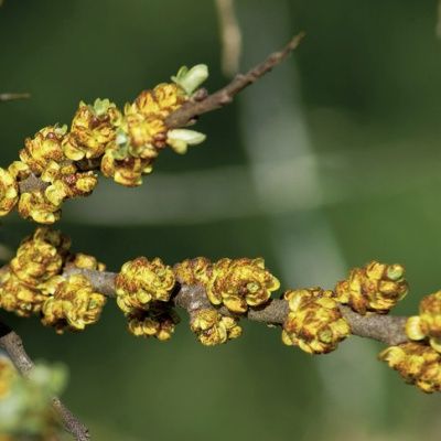 Argousier mâle Pollmix - Leaderplant