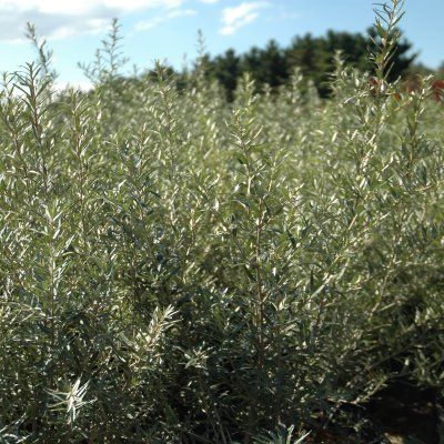 Argousier mâle Pollmix - Leaderplant