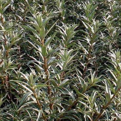 Argousier mâle Pollmix - Leaderplant