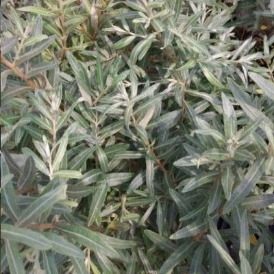 Argousier autofertile Solo - Leaderplant