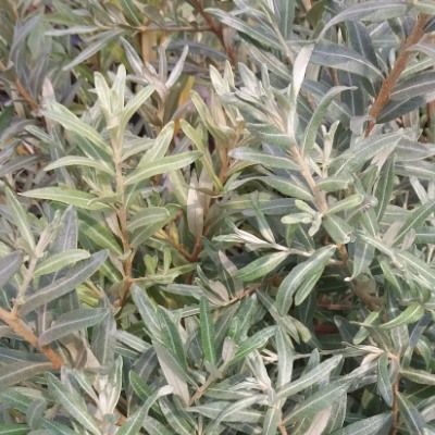 Argousier Femelle Leikora - Leaderplant