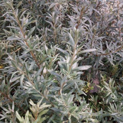 Argousier mâle Romeo - Leaderplant