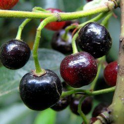 Maqui du Chili - Leaderplant
