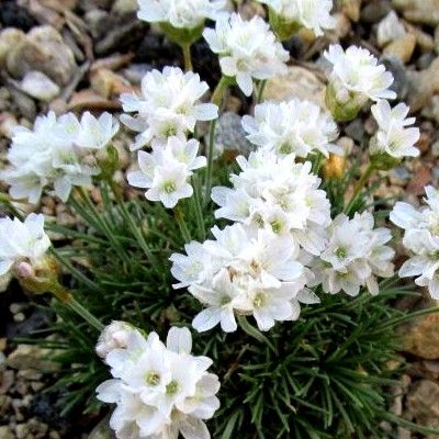 Gazon d'Espagne Blanc - Armeria - Leaderplant