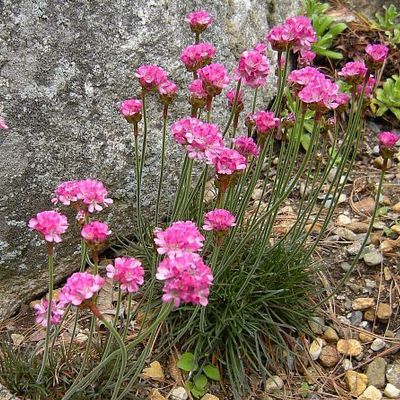 Gazon d'Espagne Rose - Armeria - Leaderplant