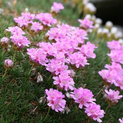 Gazon d'Espagne New Zealand - Leaderplant