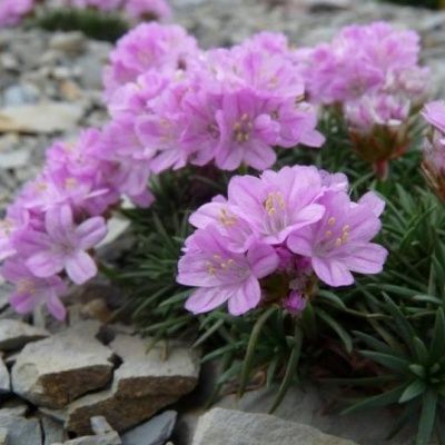 Gazon d'Espagne New Zealand - Leaderplant