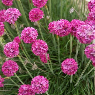 DUO Armerias - Gazon d'Espagne - Leaderplant