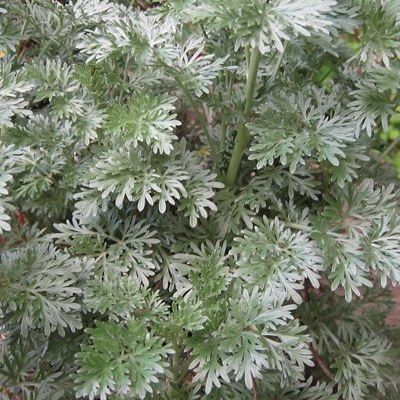 Armoise arborescente - Leaderplant