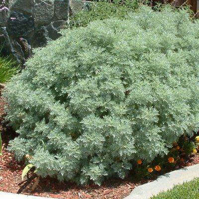 Armoise arborescente - Leaderplant