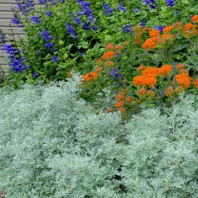 Armoise arborescente - Leaderplant