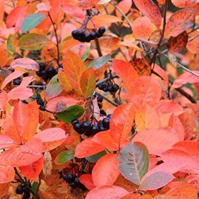 Aronia de Mitchourine Amit à gros fruits  - Leaderplant