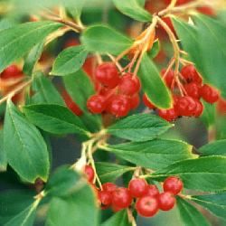 Aronia à fruits rouges Brilliant - Leaderplant