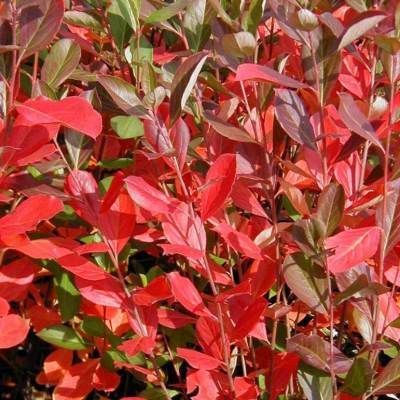 Aronia à fruits rouges Brilliant - Leaderplant