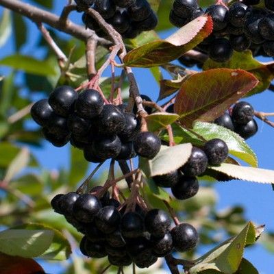 Aronia compacte à fruits noirs Hugin - Leaderplant