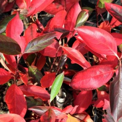 Aronia compacte à fruits noirs Hugin - Leaderplant