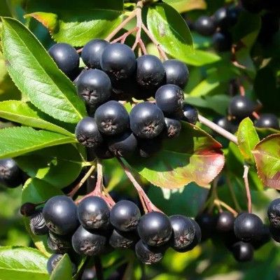 Aronia pourpre à gros fruits Nero - Leaderplant