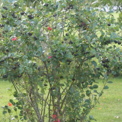 Aronia pourpre à gros fruits Nero - Leaderplant