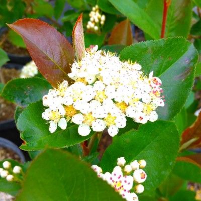 Aronia pourpre à gros fruits Nero - Leaderplant