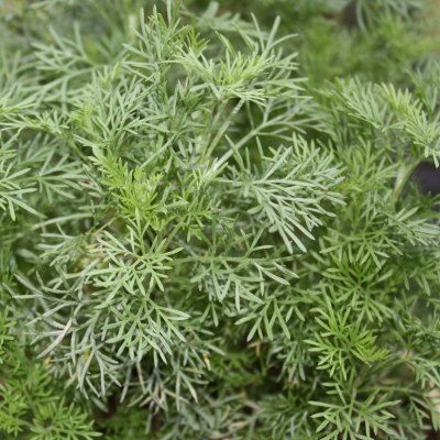 Armoise Cola - Cola Végétal - Artémisia 'Cola' - Leaderplant