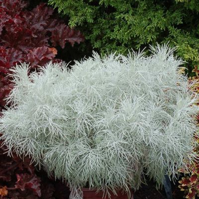 Armoise Manaka Silver - Leaderplant