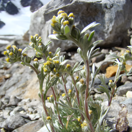 Armoise laxiflore   - Leaderplant