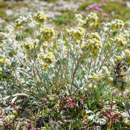 Armoise laxiflore   - Leaderplant