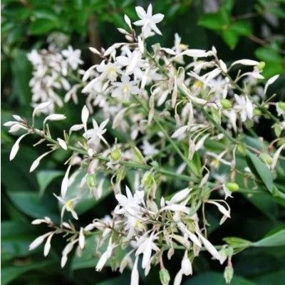 Arthropodium cirratum / Matapouri Bay  - Leaderplant