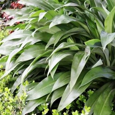 Arthropodium cirratum / Matapouri Bay  - Leaderplant