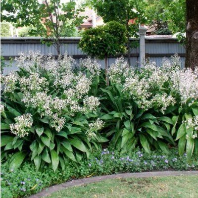 Arthropodium cirratum / Matapouri Bay  - Leaderplant