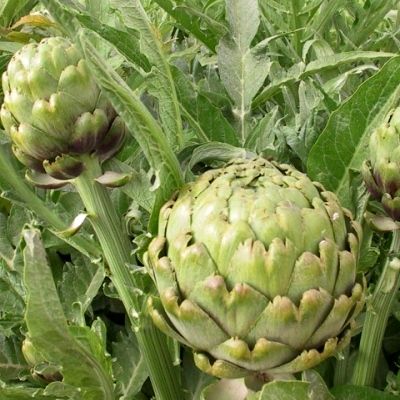 Artichaut Imperial Star - Leaderplant