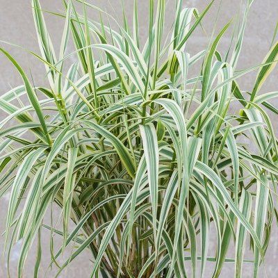 Graminée Arundo Canne de Provence naine Ely - Leaderplant