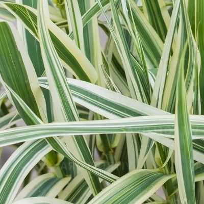 Graminée Arundo Canne de Provence naine Ely - Leaderplant