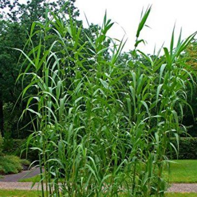 Canne de Provence - Roseau à quenouilles - Arundo - Leaderplant