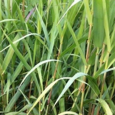 Canne de Provence - Roseau à quenouilles - Arundo - Leaderplant