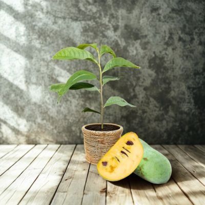 Asiminier Paw Paw - Mangue du Canada - Papaye Rustique en mini-motte - Leaderplant