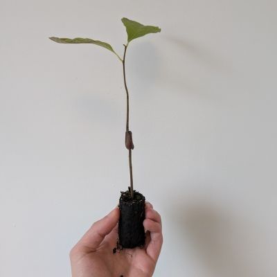 Asiminier Paw Paw - Mangue du Canada - Papaye Rustique en mini-motte - Leaderplant