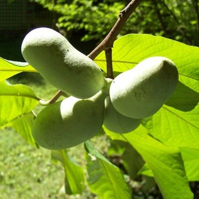 Asiminier Paw Paw - Mangue du Canada - Papaye Rustique  - Leaderplant