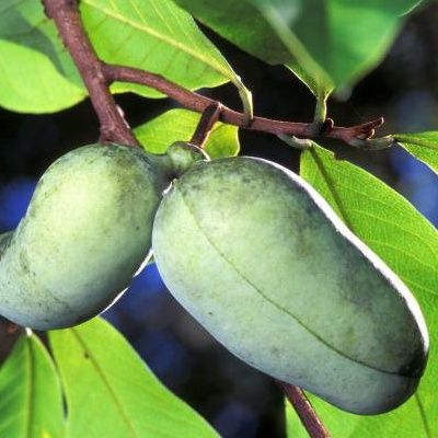 Asiminier Prima - Pawpaw Prima - Asimie du Canada - Leaderplant