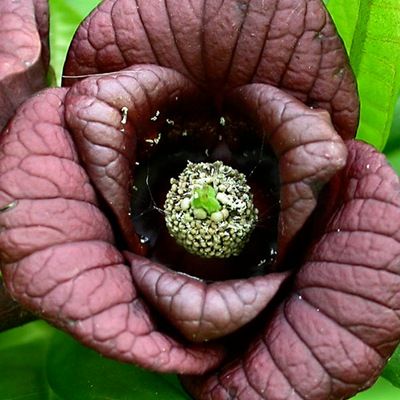 Asiminier Prima - Pawpaw Prima - Asimie du Canada - Leaderplant