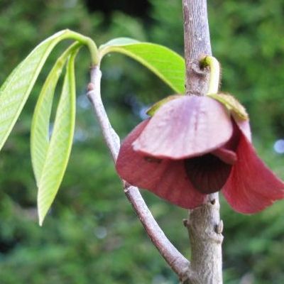 Asiminier Sunflower - Pawpaw Sunflower - Asimie du Canada - Leaderplant
