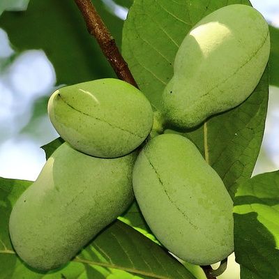 Asiminier Sunflower - Pawpaw Sunflower - Asimie du Canada - Leaderplant